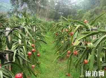 景洪在云南哪里 景洪有什么好玩的 景洪在云南哪里 景洪有什么好玩的