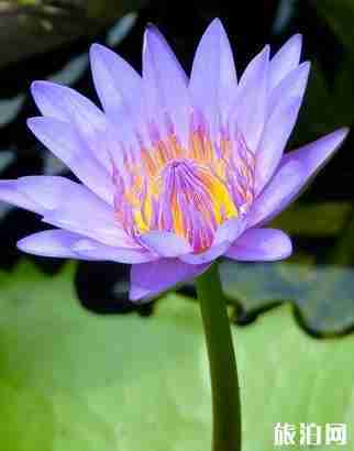 景洪在云南哪里 景洪有什么好玩的 景洪在云南哪里 景洪有什么好玩的