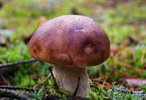 云南的菌类有哪些 怎么做好吃 云南的菌类有哪些 怎么做好吃