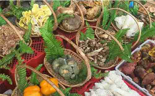 云南的菌类有哪些 怎么做好吃 云南的菌类有哪些 怎么做好吃