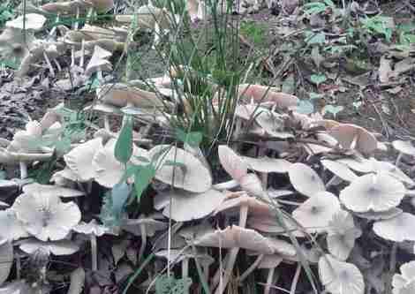 云南的菌类有哪些 怎么做好吃 云南的菌类有哪些 怎么做好吃