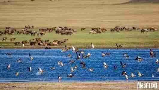 新疆避暑胜地推荐2018 新疆避暑胜地推荐2018