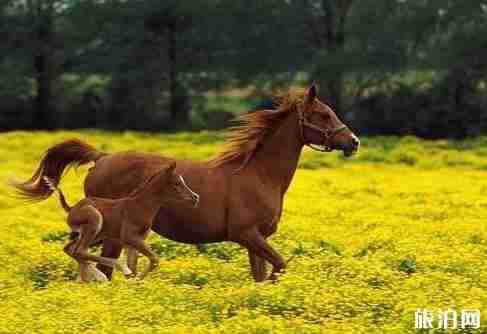 新疆避暑胜地推荐2018 新疆避暑胜地推荐2018