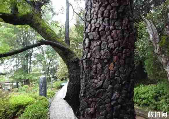 丽江公交旅游线路2018 丽江公交旅游线路2018