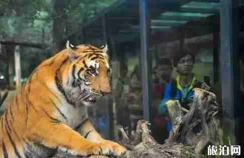 云南哪里有玻璃栈道 云南哪里有玻璃栈道