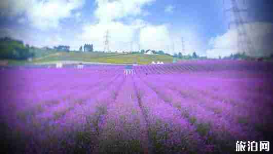 成都薰衣草花海在哪里 成都薰衣草花海介绍 成都薰衣草花海在哪里 成都薰衣草花海介绍
