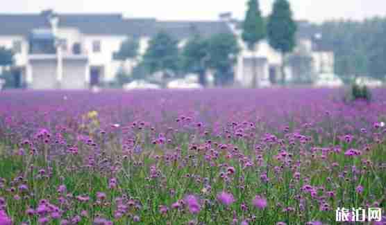 成都薰衣草花海在哪里 成都薰衣草花海介绍 成都薰衣草花海在哪里 成都薰衣草花海介绍