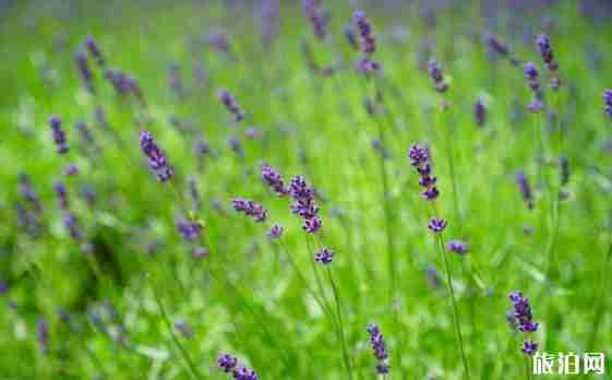成都薰衣草花海在哪里 成都薰衣草花海介绍 成都薰衣草花海在哪里 成都薰衣草花海介绍