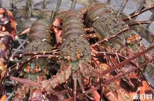 珠海海鲜哪里好吃 珠海海鲜哪里好吃