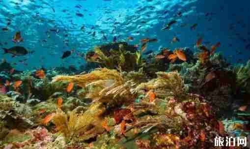 科莫多岛在哪 科莫多岛旅游介绍