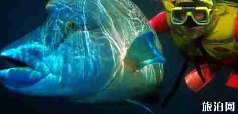中国附近哪些岛可以潜水 离中国最近的潜水胜地推荐