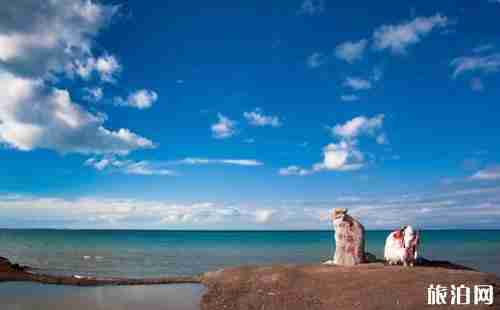 青海湖二日游攻略 青海湖二日游路線條推薦