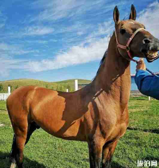 新疆旅游骗局揭秘 新疆旅游骗局揭秘