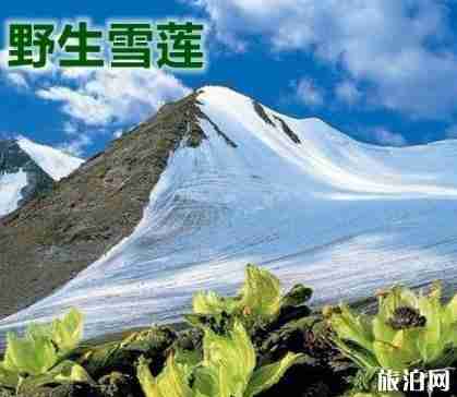 新疆旅游骗局揭秘 新疆旅游骗局揭秘