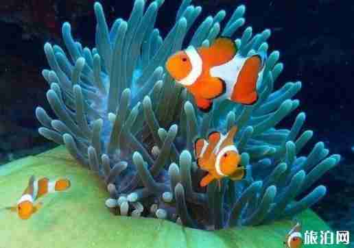 仙本那好玩嗎 仙本那比三亞好在哪里 仙本那好玩嗎 仙本那比三亞好在哪里