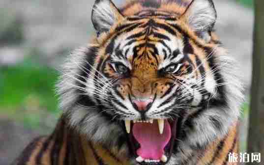 栾川哪个景区免费 栾川免费景区介绍