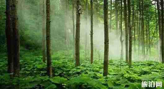 栾川哪个景区免费 栾川免费景区介绍