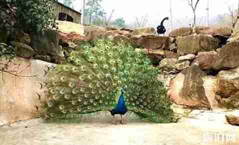 南京八月熱嗎 南京八月旅游去哪里