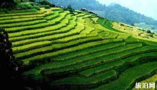 最美梯田在哪 最美梯田圖片 最美梯田介紹 最美梯田在哪 最美梯田圖片 最美梯田介紹
