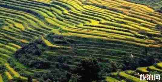 最美梯田在哪 最美梯田圖片 最美梯田介紹 最美梯田在哪 最美梯田圖片 最美梯田介紹
