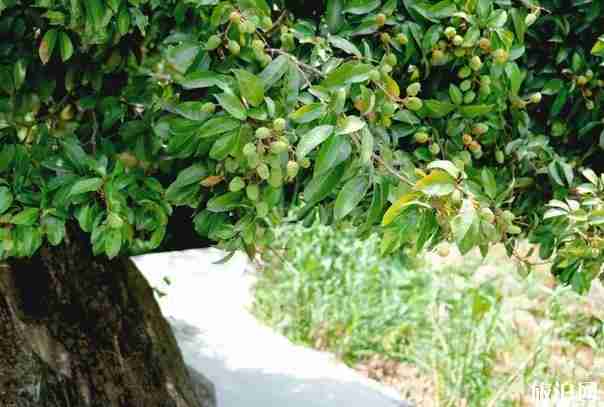 南平游玩攻略 南平周边有啥好玩的景点