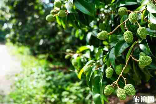 南平游玩攻略 南平周边有啥好玩的景点