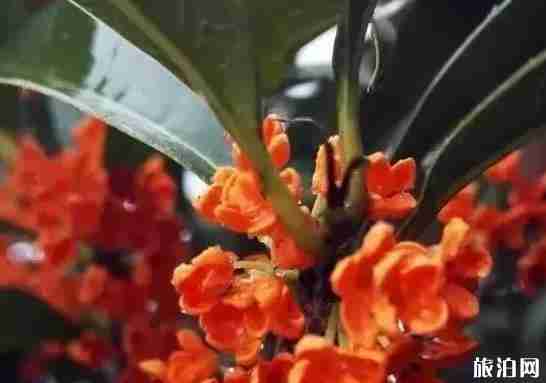 福建三明旅游推荐 福建三明旅游推荐