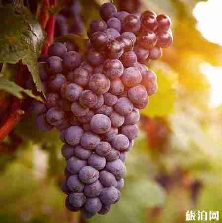 成都哪里可以摘葡萄 成都摘葡萄的地方 成都哪里可以摘葡萄 成都摘葡萄的地方