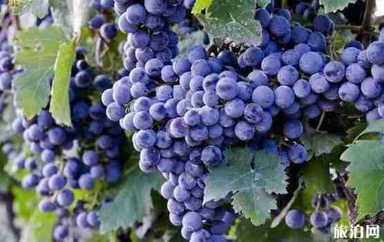 成都哪里可以摘葡萄 成都摘葡萄的地方 成都哪里可以摘葡萄 成都摘葡萄的地方