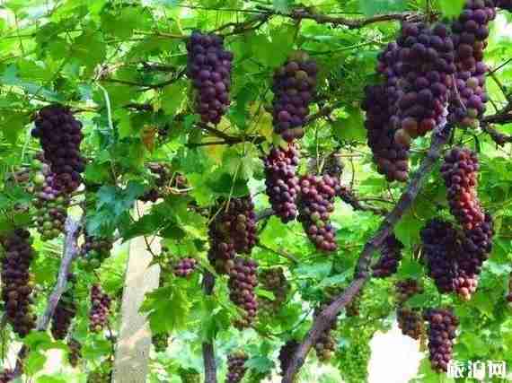 成都哪里可以摘葡萄 成都摘葡萄的地方 成都哪里可以摘葡萄 成都摘葡萄的地方