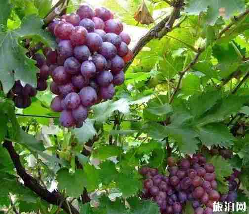 成都哪里可以摘葡萄 成都摘葡萄的地方 成都哪里可以摘葡萄 成都摘葡萄的地方