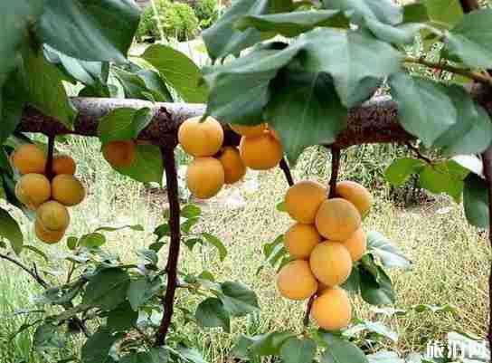 北京最近的草原 坝上草原两日游