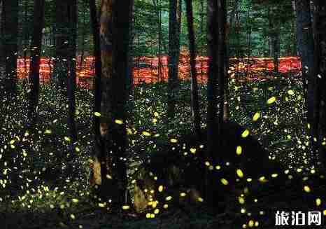 哪里可以看萤火虫 看萤火虫的地方 哪里可以看萤火虫 看萤火虫的地方
