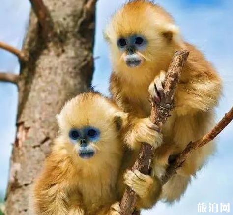 神龙架必去的景点推荐 神龙架必去的景点推荐