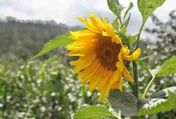 安宁向日葵在哪里 花期+地址 安宁向日葵在哪里 花期+地址
