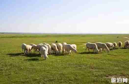 帶狗旅行的地方 4天游玩行程安排 