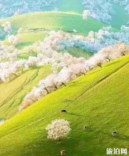 古爾邦節(jié)2018是哪天 古爾邦節(jié)去哪里旅游