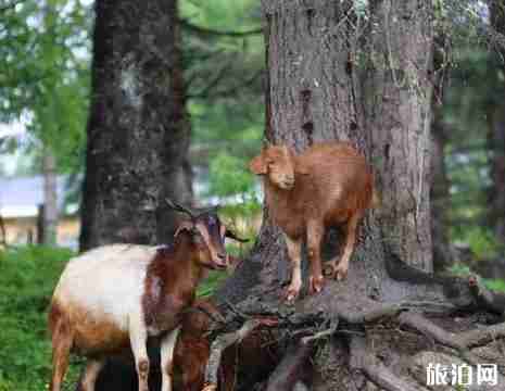 雅安寶康路 川西自駕游新通路線