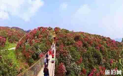 貴州畢節旅游路線推薦 貴州畢節旅游路線推薦