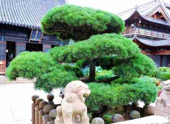 真如寺怎么走 真如寺怎么走