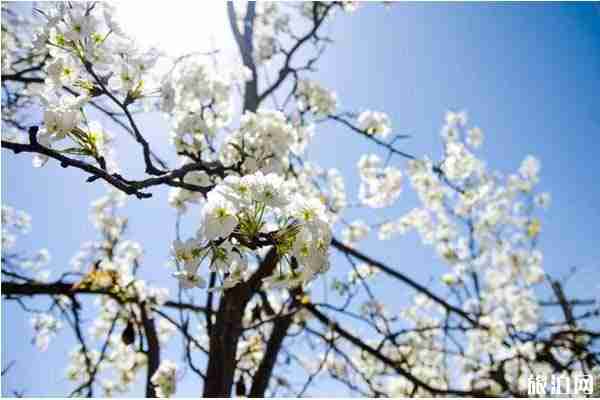 金川梨花節游玩住宿哪里好
