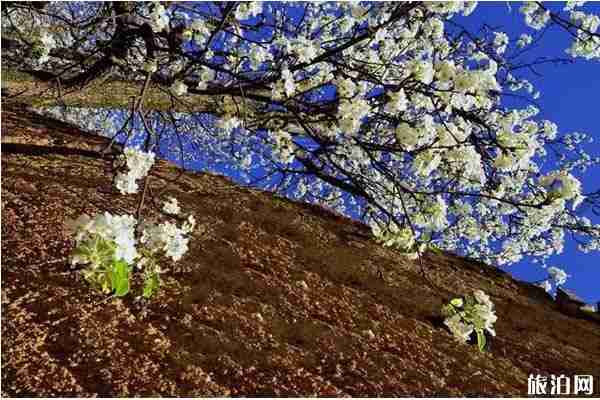 金川梨花節游玩住宿哪里好
