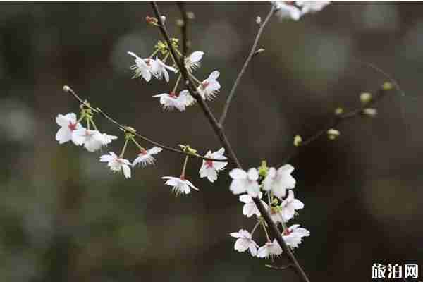 杭州湖源野櫻谷農家樂推薦 杭州湖源野櫻谷農家樂推薦