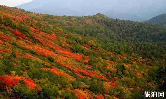 9月日本旅游攻略 9月日本旅游攻略
