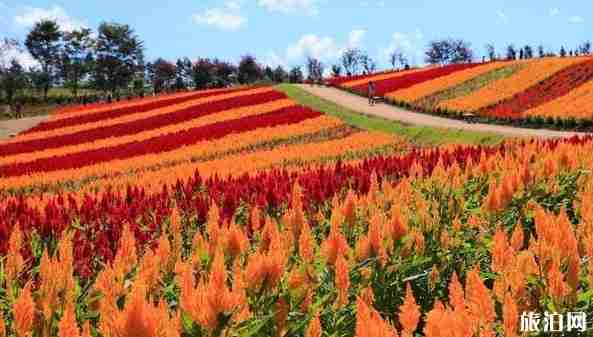 9月日本旅游攻略 9月日本旅游攻略