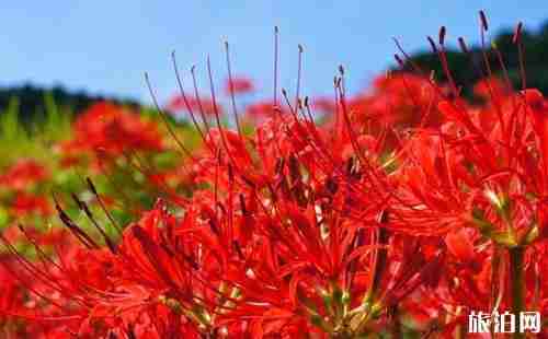 9月日本旅游攻略 9月日本旅游攻略