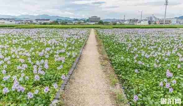 9月日本旅游攻略 9月日本旅游攻略