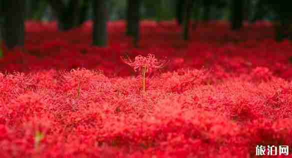 9月日本旅游攻略 9月日本旅游攻略