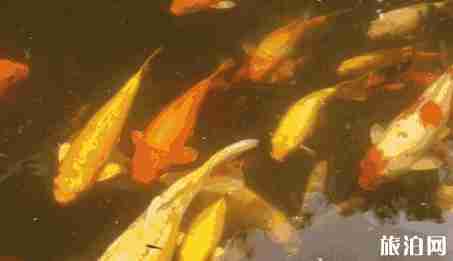 上海真如古鎮(zhèn)有什么好玩的 上海真如古鎮(zhèn)景點介紹