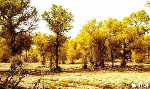 十一去新疆旅游好嗎 十一新疆旅游景點推薦 十一去新疆旅游好嗎 十一新疆旅游景點推薦